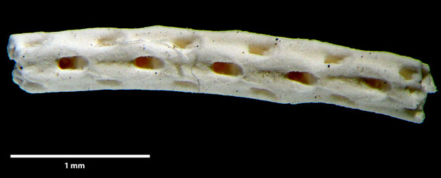 Senckenberg, Bryozoa, Bryozoen, Moostierchen, Sammlung Voigt