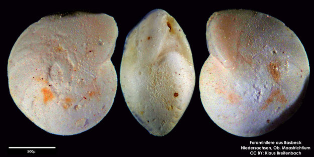 Foraminifere, Foraminifera, Bryozoa, Senckenberg, Basbeck, Maastrichtium