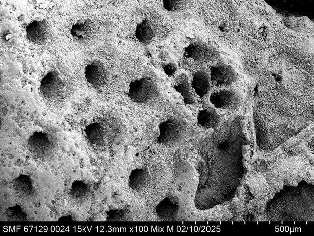 Senckenberg, Bryozoa, Bryozoen, Moostierchen, Sammlung Voigt