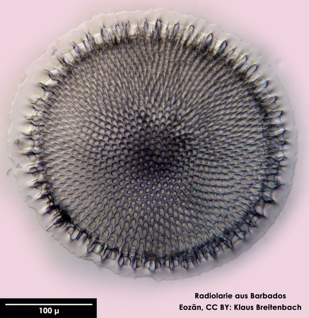 Radiolarie, Radiolarien, Senckenberg, fossil, Eozän, Barbados