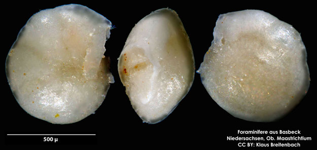 Foraminifere, Foraminifera, Bryozoa, Senckenberg, fossil, Basbeck, Maastrichtium