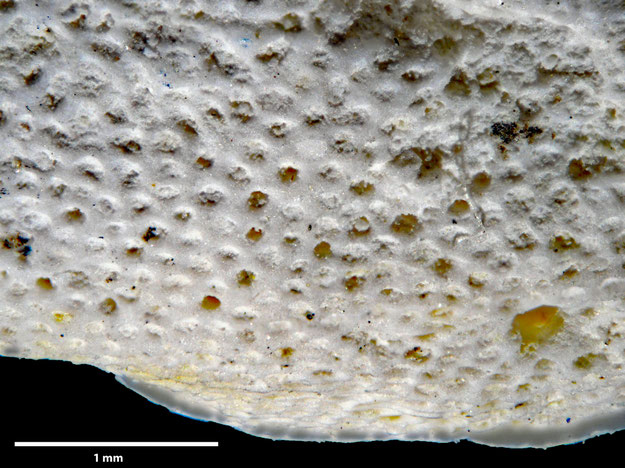 Senckenberg, Bryozoa, Bryozoen, Moostierchen, Sammlung Voigt