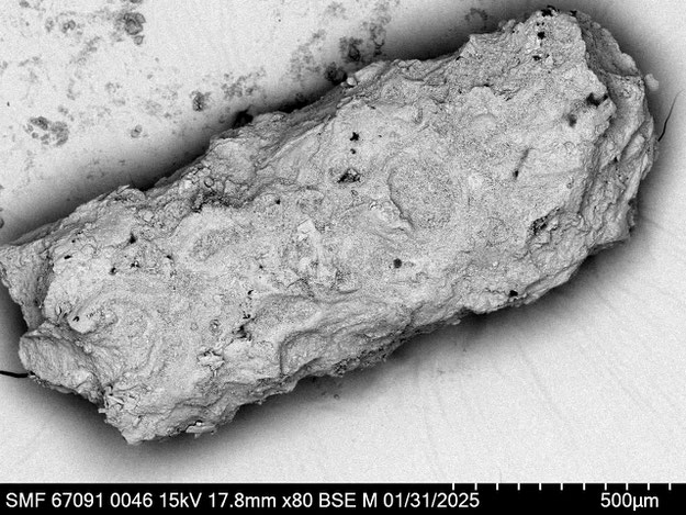 Senckenberg, Bryozoa, Bryozoen, Moostierchen, Sammlung Voigt