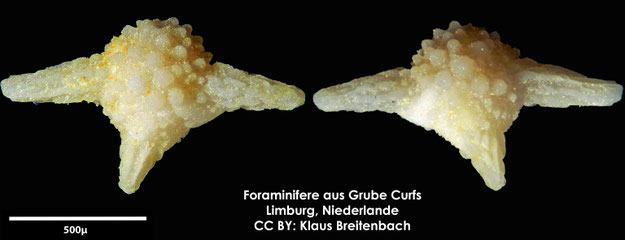 Foraminifere, Foraminifera, Bryozoa, Senckenberg, fossil, Grube Curfs, Maastrichtium