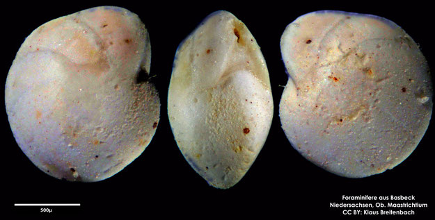 Foraminifere, Foraminifera, Bryozoa, Senckenberg, Basbeck, Maastrichtium
