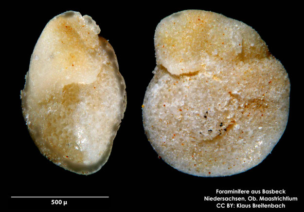 Foraminifere, Foraminifera, Bryozoa, Senckenberg, Basbeck, Maastrichtium