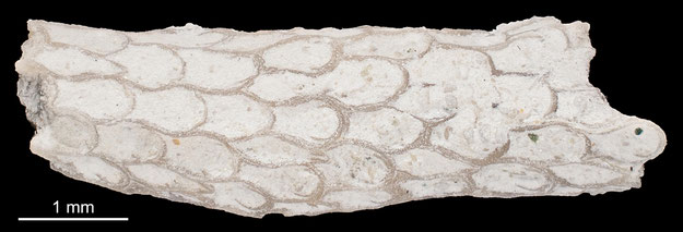 Senckenberg, Bryozoa, Bryozoen, Moostierchen, Sammlung Voigt