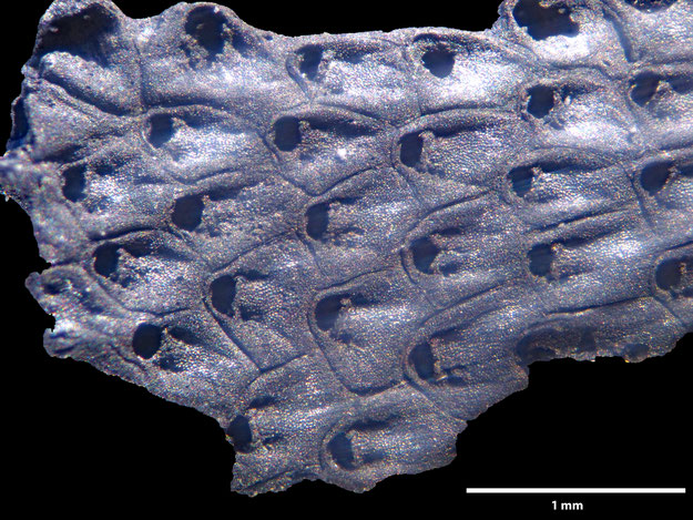 Senckenberg, Bryozoa, Bryozoen, Moostierchen, Sammlung Voigt