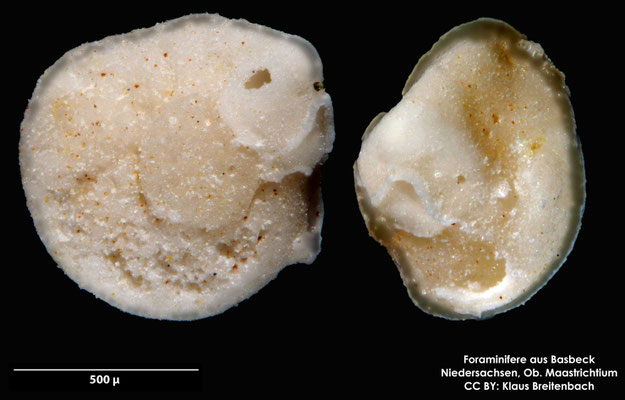 Foraminifere fossil aus Basbeck, Niedersachsen, Ob. Maastrichtium,