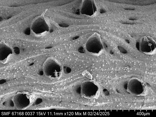 Senckenberg, Bryozoa, Bryozoen, Moostierchen, Sammlung Voigt