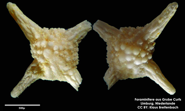 Foraminifere, Foraminifera, Bryozoa, Senckenberg, fossil, Grube Curfs, Maastrichtium
