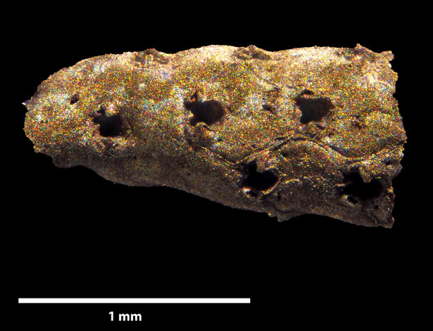 Senckenberg, Bryozoa, Bryozoen, Moostierchen, Sammlung Voigt