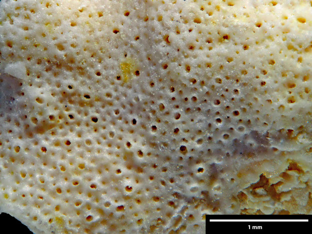 Senckenberg, Bryozoa, Bryozoen, Moostierchen, Sammlung Voigt