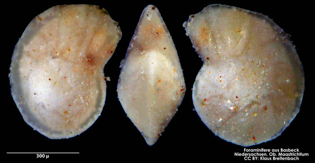 Foraminifere, Foraminifera, Bryozoa, Senckenberg, Basbeck, Maastrichtium