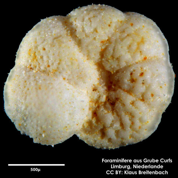 Foraminifere, Foraminifera, Bryozoa, Senckenberg, fossil, Grube Curfs, Maastrichtium