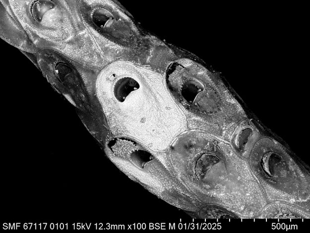 Senckenberg, Bryozoa, Bryozoen, Moostierchen, Sammlung Voigt