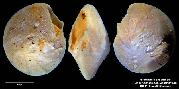 Foraminifere, Foraminifera, Bryozoa, Senckenberg, Basbeck, Maastrichtium