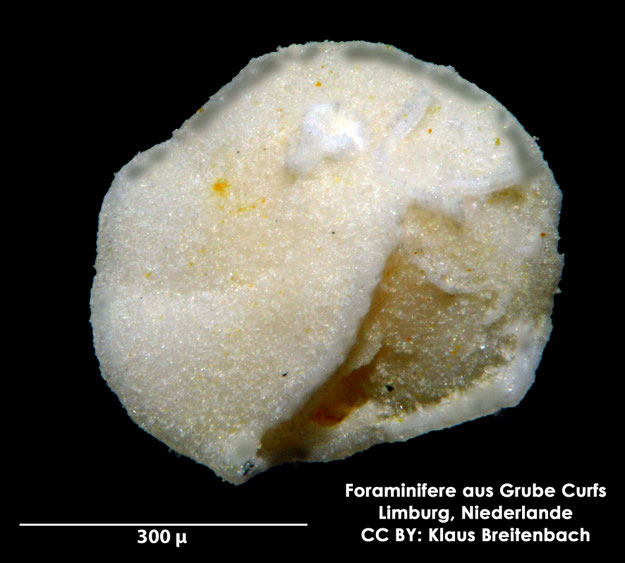Foraminifere, Foraminifera, Bryozoa, Senckenberg, fossil, Grube Curfs, Maastrichtium