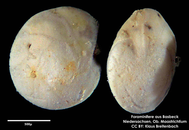 Foraminifere, Foraminifera, Bryozoa, Senckenberg, Basbeck, Maastrichtium