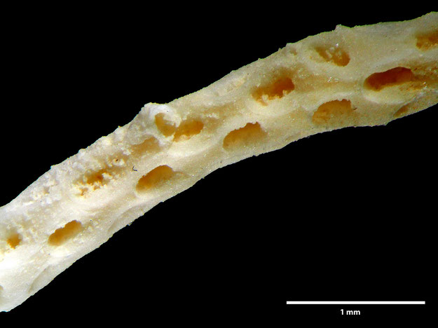 Senckenberg, Bryozoa, Bryozoen, Moostierchen, Sammlung Voigt