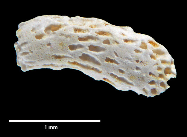 Senckenberg, Bryozoa, Bryozoen, Moostierchen, Sammlung Voigt
