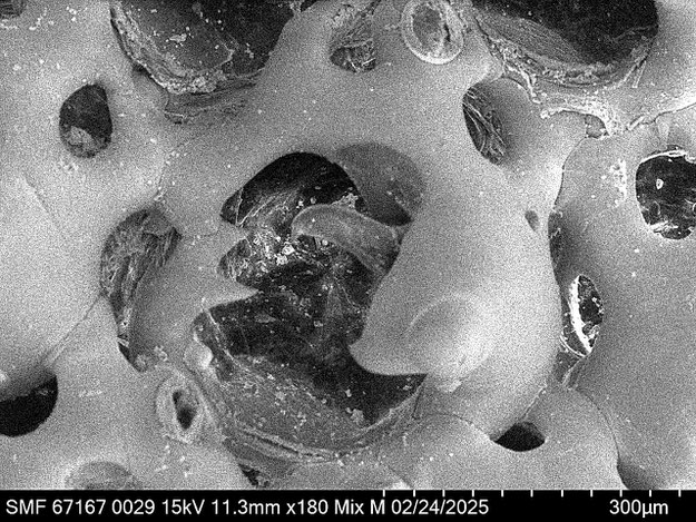 Senckenberg, Bryozoa, Bryozoen, Moostierchen, Sammlung Voigt