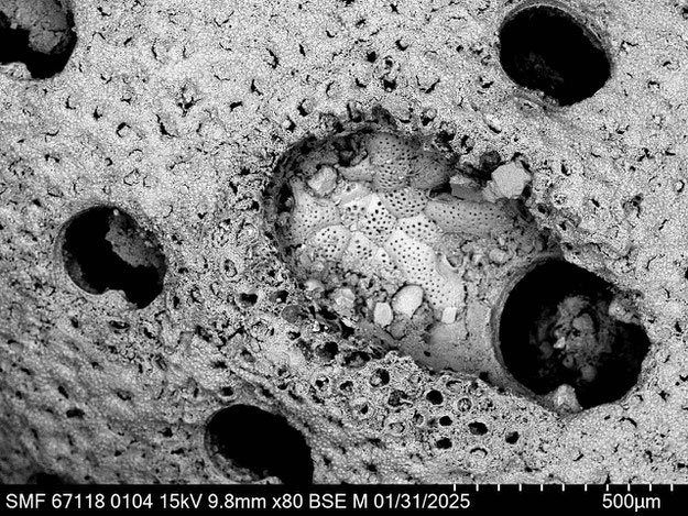 Senckenberg, Bryozoa, Bryozoen, Moostierchen, Sammlung Voigt