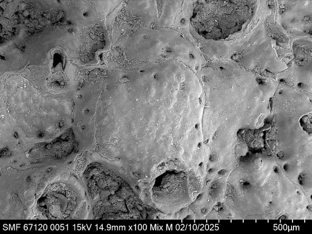 Senckenberg, Bryozoa, Bryozoen, Moostierchen, Sammlung Voigt