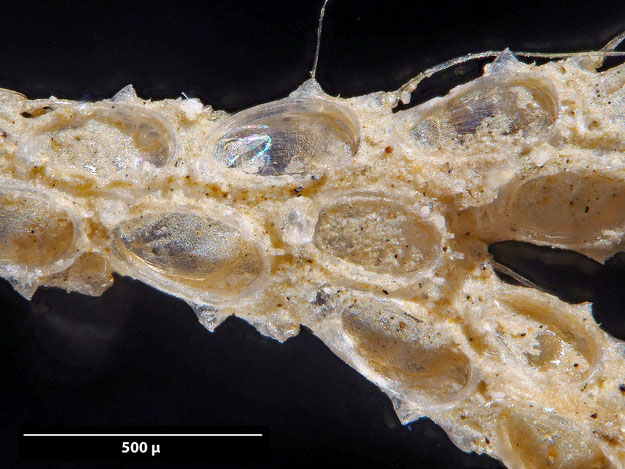 Senckenberg, Bryozoa, Bryozoen, Moostierchen, Sammlung Voigt