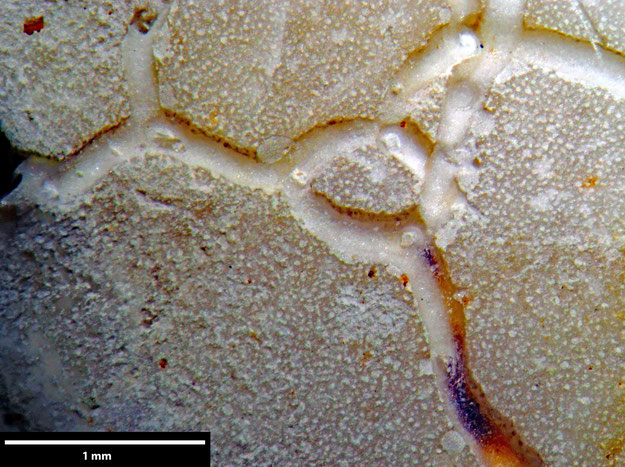Senckenberg, Bryozoa, Bryozoen, Moostierchen, Sammlung Voigt