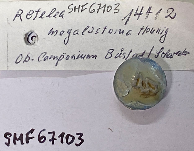 Senckenberg, Bryozoa, Bryozoen, Moostierchen, Sammlung Voigt