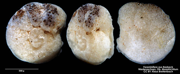 Foraminifere, Foraminifera, Bryozoa, Senckenberg, fossil, Basbeck, Maastrichtium