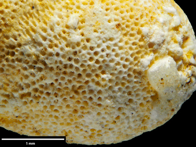 Senckenberg, Bryozoa, Bryozoen, Moostierchen, Sammlung Voigt