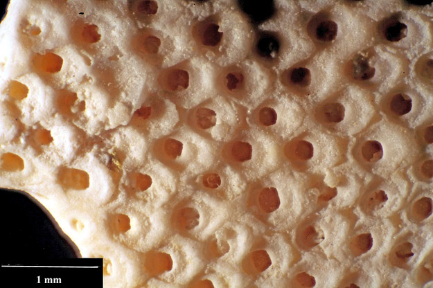 Senckenberg, Bryozoa, Bryozoen, Moostierchen, Sammlung Voigt