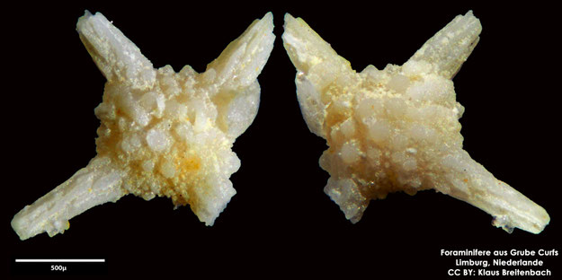 Foraminifere, Foraminifera, Bryozoa, Senckenberg, fossil, Grube Curfs, Maastrichtium
