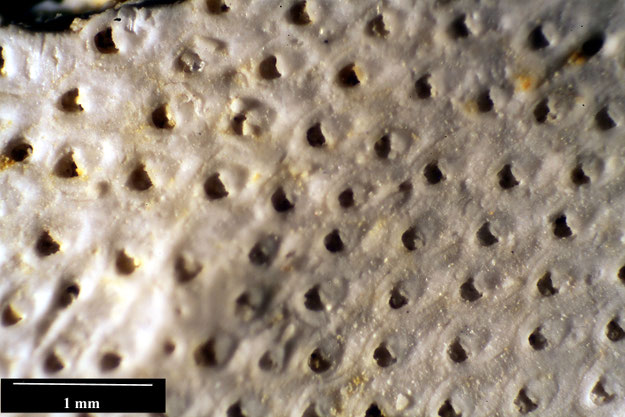 Senckenberg, Bryozoa, Bryozoen, Moostierchen, Sammlung Voigt