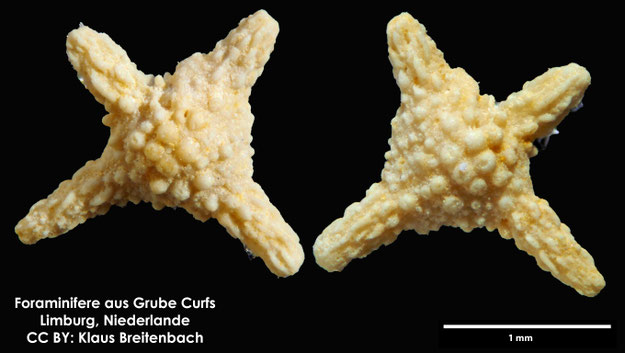 Foraminifere, Foraminifera, Bryozoa, Senckenberg, fossil, Grube Curfs, Maastrichtium