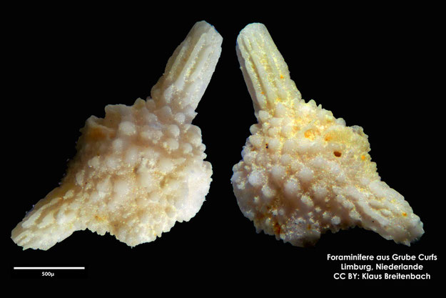 Foraminifere, Foraminifera, Bryozoa, Senckenberg, fossil, Grube Curfs, Maastrichtium