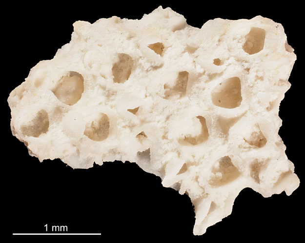 Senckenberg, Bryozoa, Bryozoen, Moostierchen, Sammlung Voigt