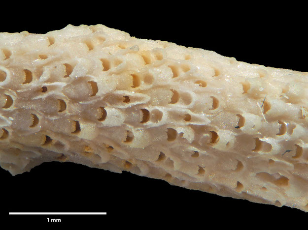 Senckenberg, Bryozoa, Bryozoen, Moostierchen, Sammlung Voigt