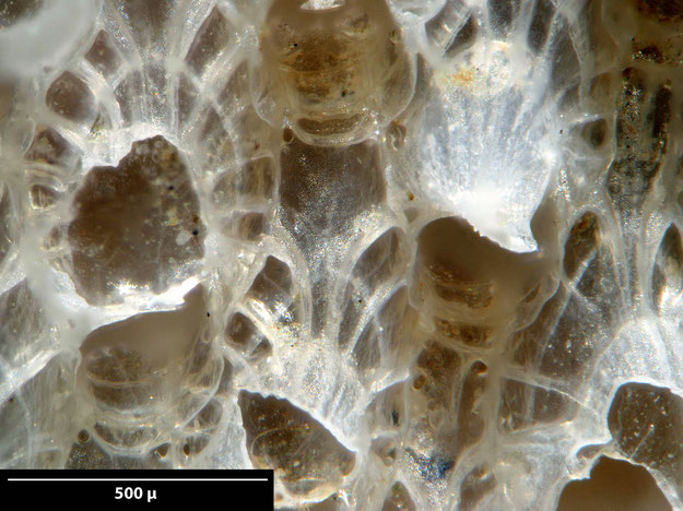 Senckenberg, Bryozoa, Bryozoen, Moostierchen, Sammlung Voigt