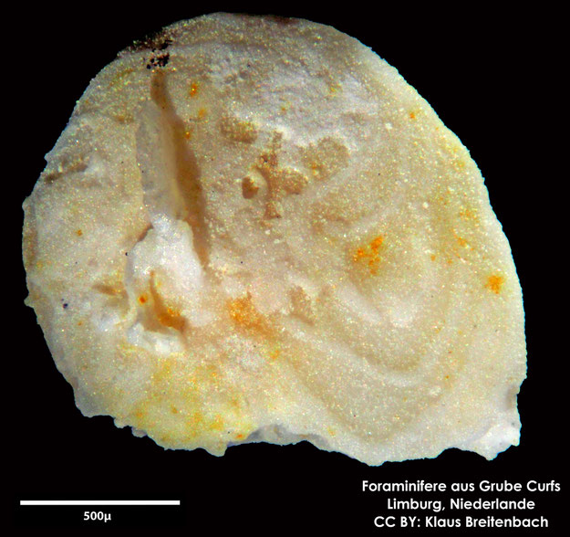 Foraminifere, Foraminifera, Bryozoa, Senckenberg, fossil, Grube Curfs, Maastrichtium