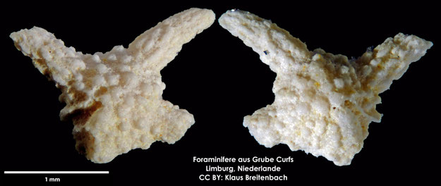 Foraminifere, Foraminifera, Bryozoa, Senckenberg, fossil, Grube Curfs, Maastrichtium