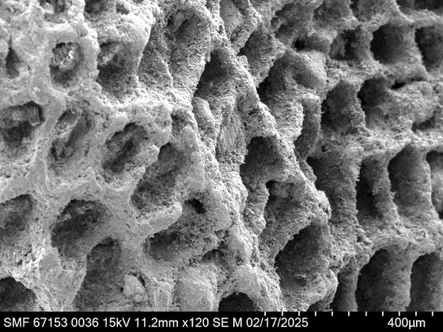 Senckenberg, Bryozoa, Bryozoen, Moostierchen, Sammlung Voigt