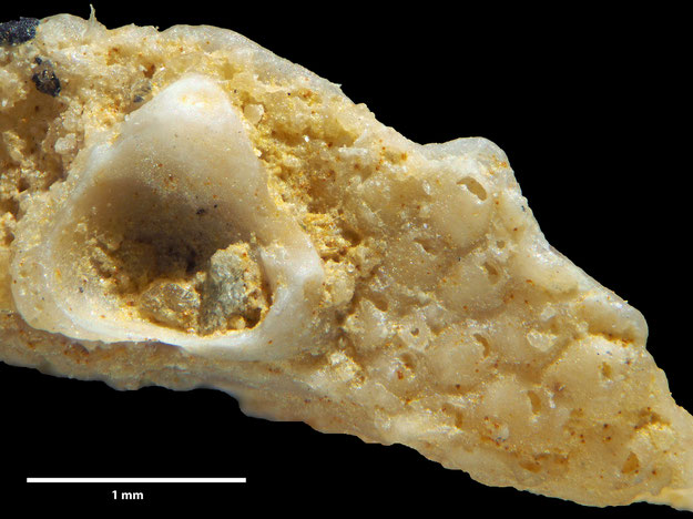 Senckenberg, Bryozoa, Bryozoen, Moostierchen, Sammlung Voigt