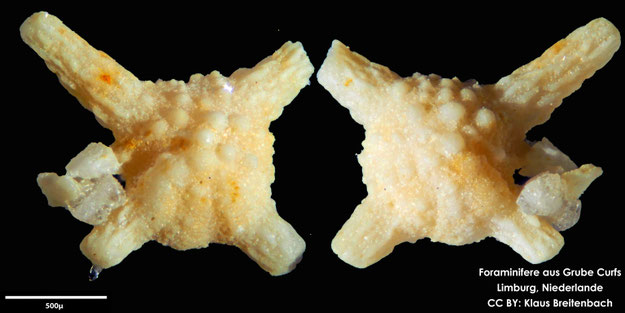 Foraminifere, Foraminifera, Bryozoa, Senckenberg, fossil, Grube Curfs, Maastrichtium