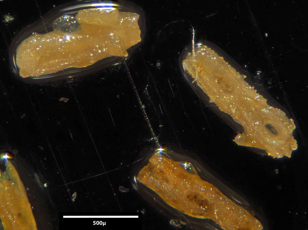 Senckenberg, Bryozoa, Bryozoen, Moostierchen, Sammlung Voigt
