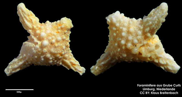 Foraminifere, Foraminifera, Bryozoa, Senckenberg, fossil, Grube Curfs, Maastrichtium