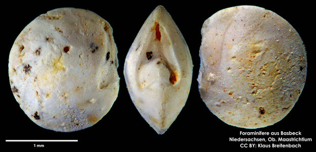 Foraminifere, Foraminifera, Bryozoa, Senckenberg, Basbeck, Maastrichtium