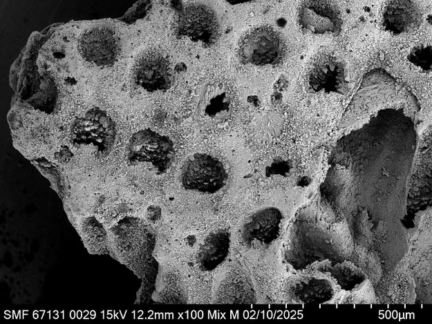 Senckenberg, Bryozoa, Bryozoen, Moostierchen, Sammlung Voigt